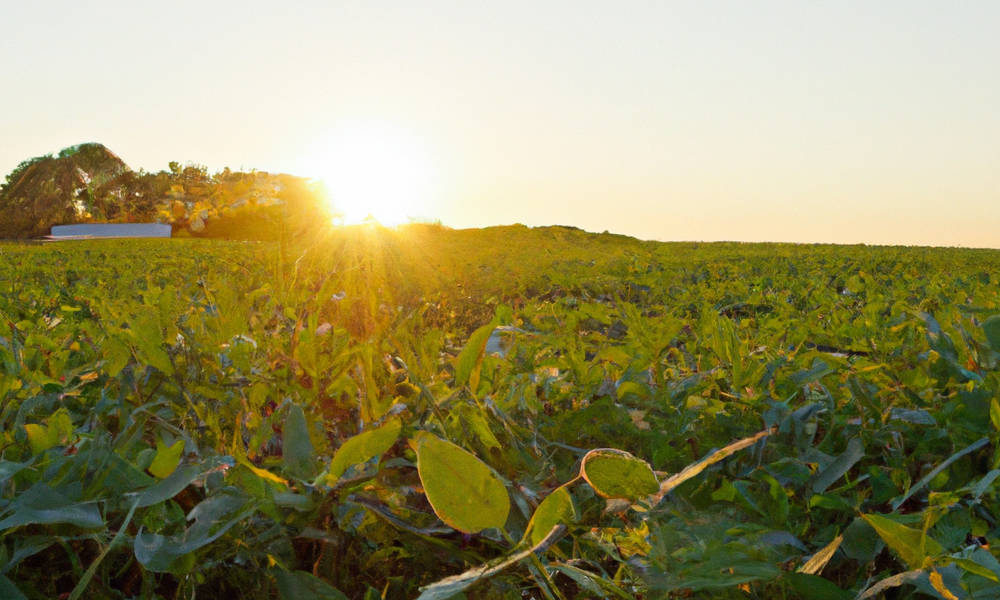 Image of Soybean Field
